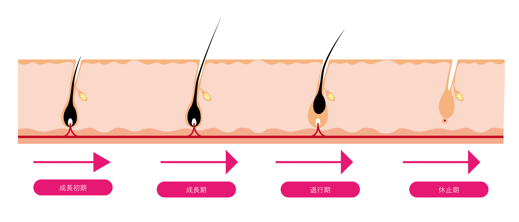 毛の生えるサイクルイメージ